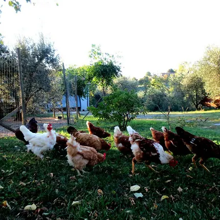 With Privat Garden *